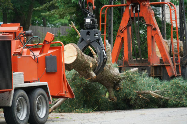 Tree and Shrub Care in Springfield, IL