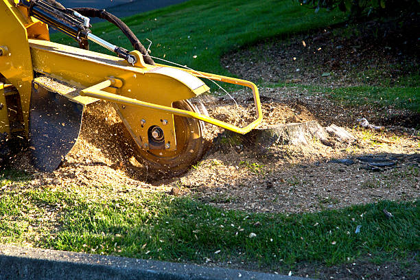 Seasonal Cleanup (Spring/Fall) in Springfield, IL